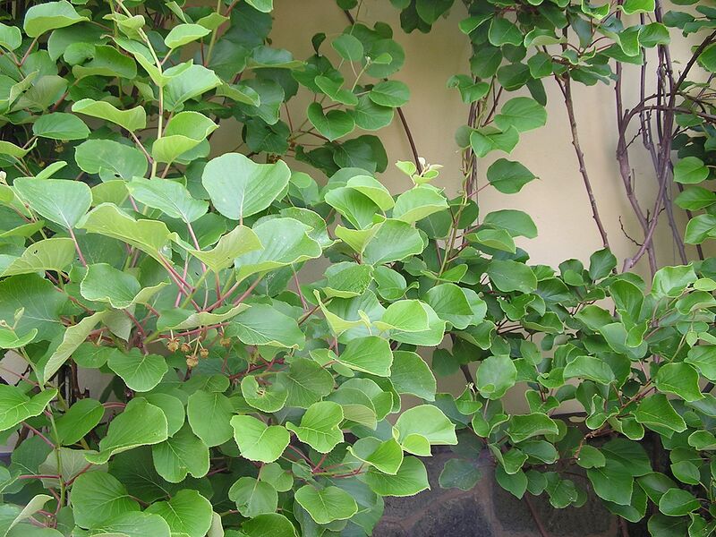 File:1280px-Actinidia chinensis2.jpg