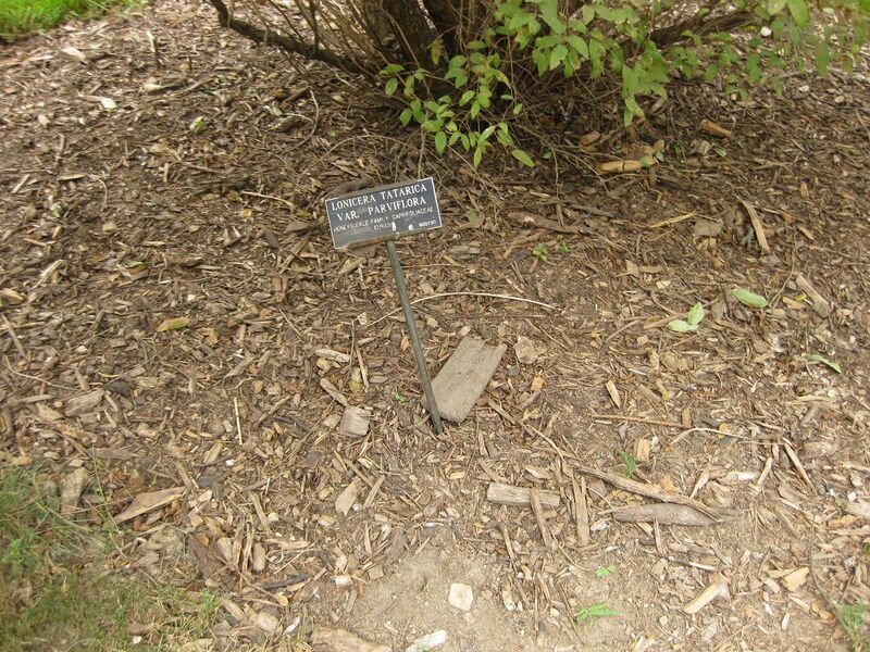 File:1280px-IMG 1377 bbg09.jpg