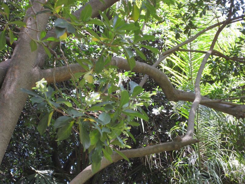 File:1280px-IMG 4180 hunt0904.jpg