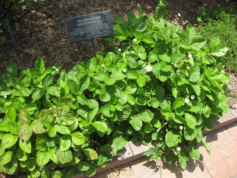 File:1280px-IMG 7664 hunt09jun.jpg