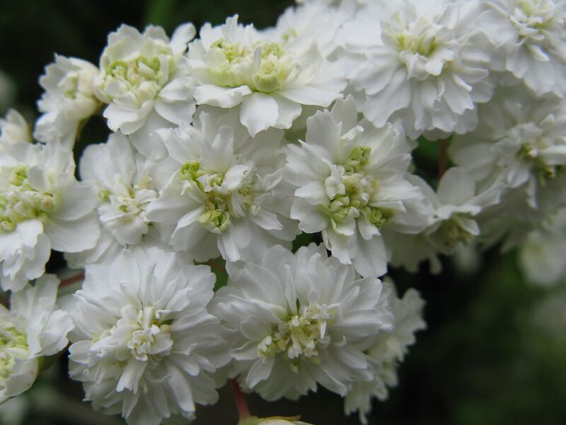 File:1280px-Spiraea cantoniensis f plena.jpg