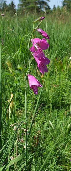 File:318px-Gladiolus palustris 20060702113817wp.jpg