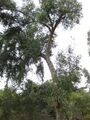 Thumbnail for version as of 10:26, 29 April 2025