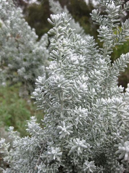 File:576px-IMG 5105 hunt0904.jpg