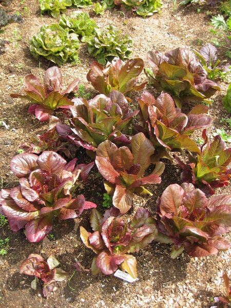 File:576px-IMG 5305 hunt0904.jpg