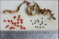 Pods and seeds