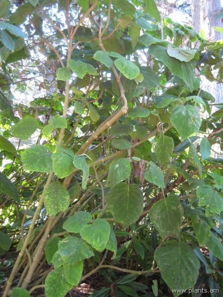 File:Bartlettina sordida-IMG 7968 sfbg0308.jpg