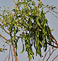 flowers & fruit pods