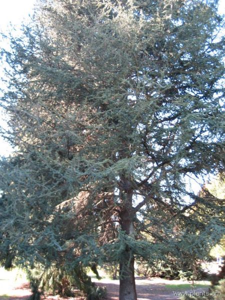 File:Cedrus brevifolia-cyprian cedar-IMG 0559 hunt07.jpg