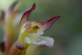 Thumbnail for version as of 21:38, 9 October 2008