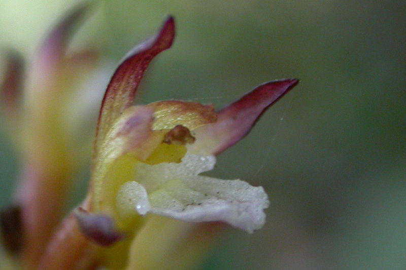 File:Corallorhiiza maculata immaculata2.jpg