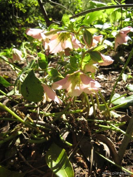 File:Helleborus orientalis-IMG 7709 sfbg0308.jpg