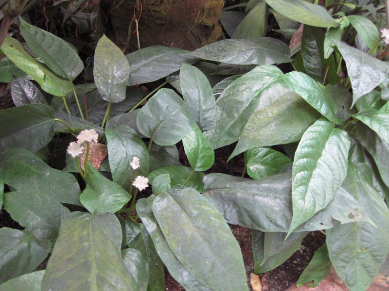File:IMG 1721 hunt09oct.jpg