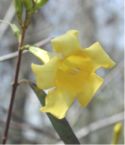 Yellow Jessamine