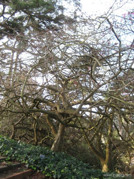 File:Parrotia persica-IMG 7252 sfbg0308.jpg