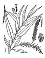 Thumbnail for version as of 05:42, 18 November 2007