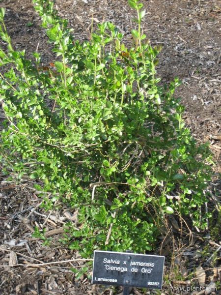 File:Salvia-x-jamensis-cienega de oro-IMG 0945 hunt07.jpg