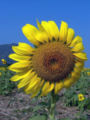 Thumbnail for version as of 05:55, 10 May 2007