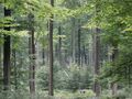 Thumbnail for version as of 09:36, 29 April 2025