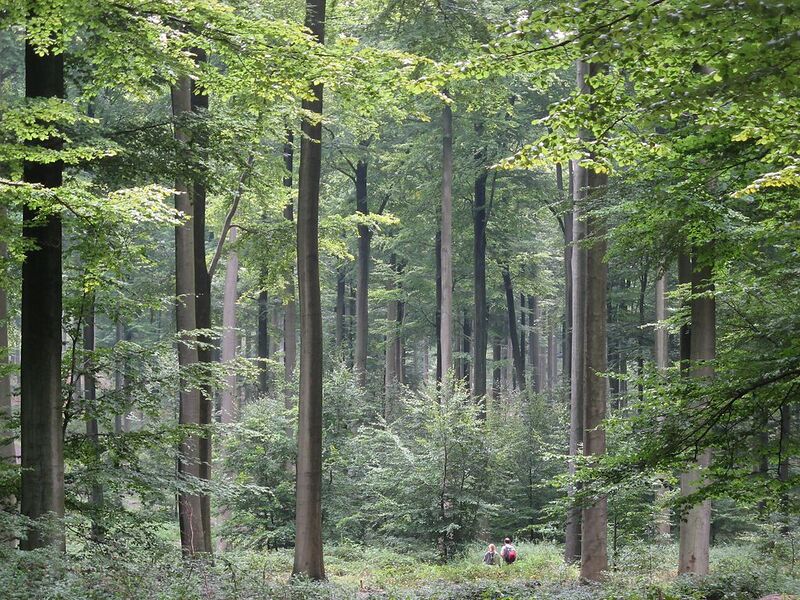 File:1024px-Brussels Zonienwoud.jpg