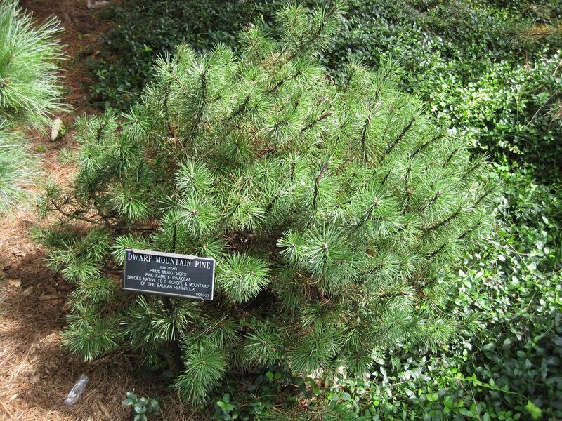 File:1024px-IMG 0697 bbg09.jpg