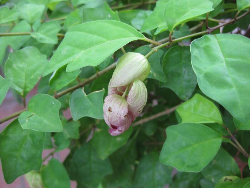 File:1024px-IMG 0889 bbg09.jpg