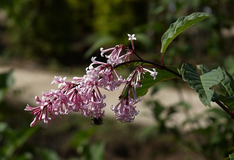 File:1024px-Syringa josiflexa C.jpg