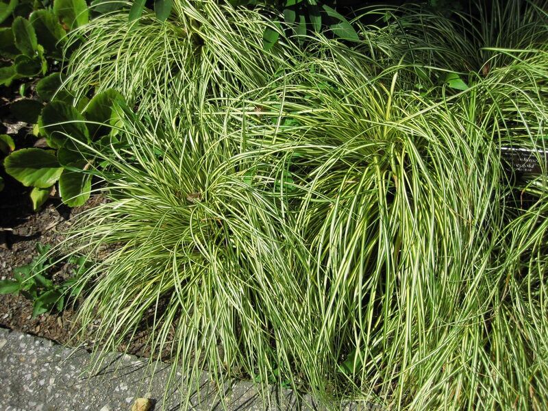 File:1280px-IMG 0293 nybg09.jpg