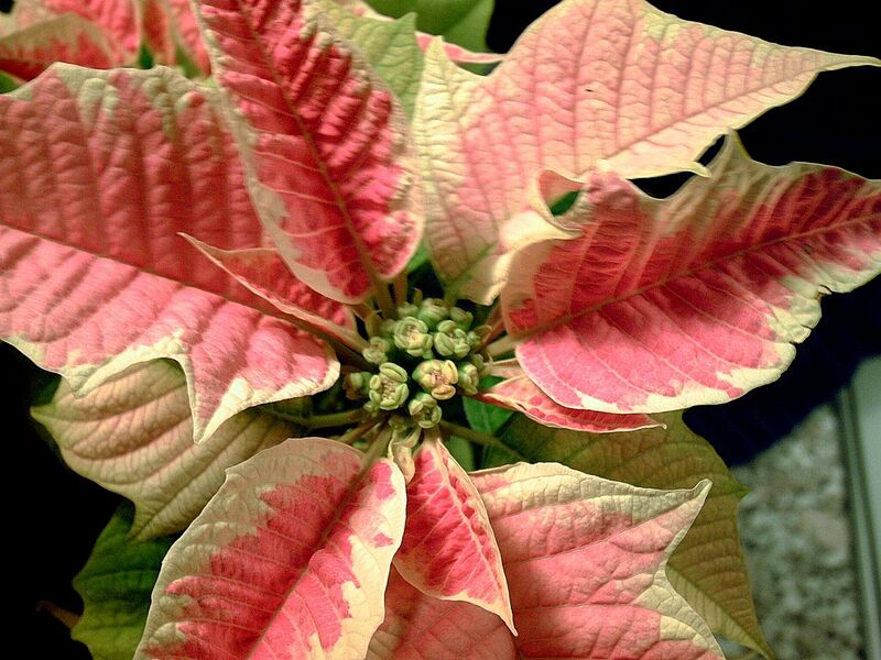 File:1280px-Poinsettia pant 784.jpg