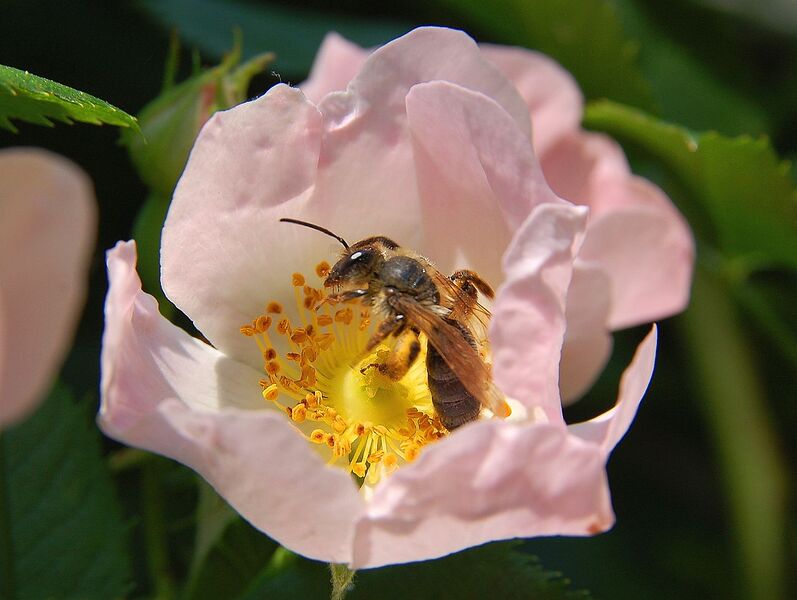 File:1280px-Rosa canina Pollination.JPG