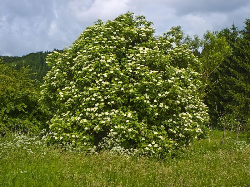 File:1280px-Sambucus nigra 004.jpg