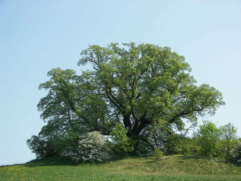 File:1280px-Tilia platyphyllos 001.jpg
