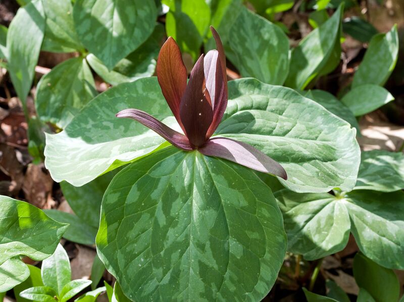 File:1280px-Trillium Nashville.jpg