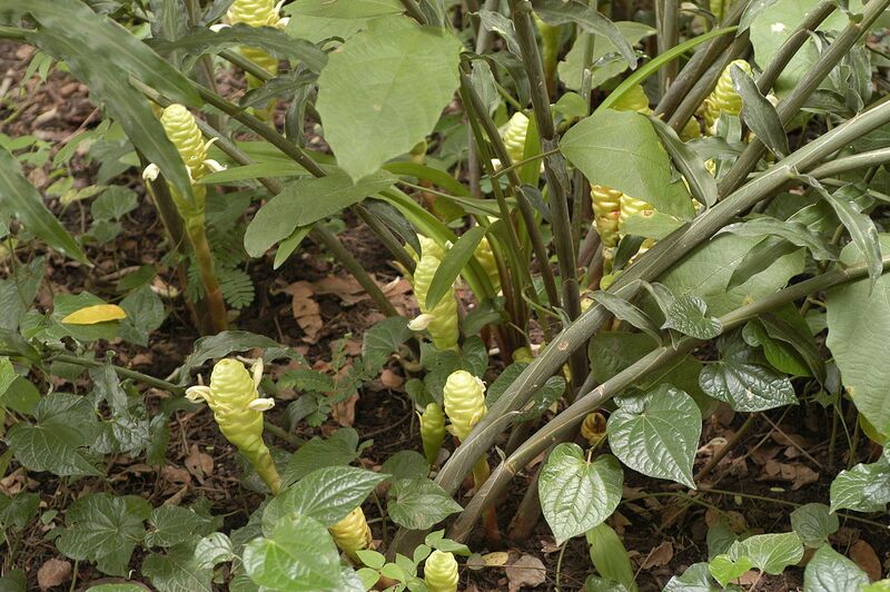 File:1280px-Zingiber zerumbet1.jpg