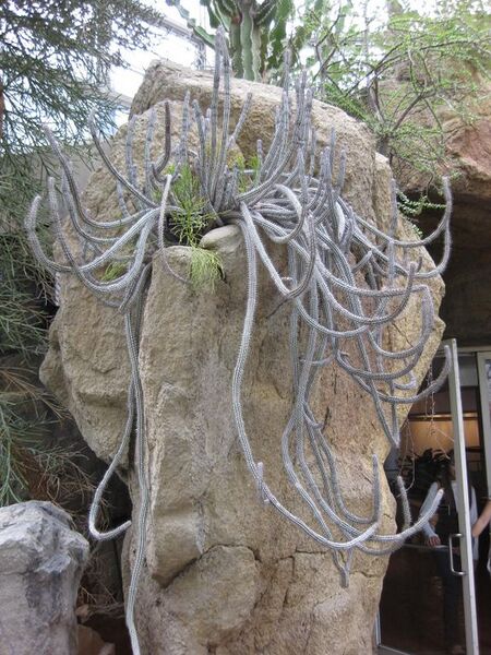 File:576px-IMG 1304 bbg09.jpg