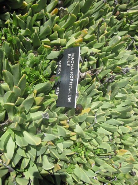 File:576px-IMG 2149 hunt0903.jpg