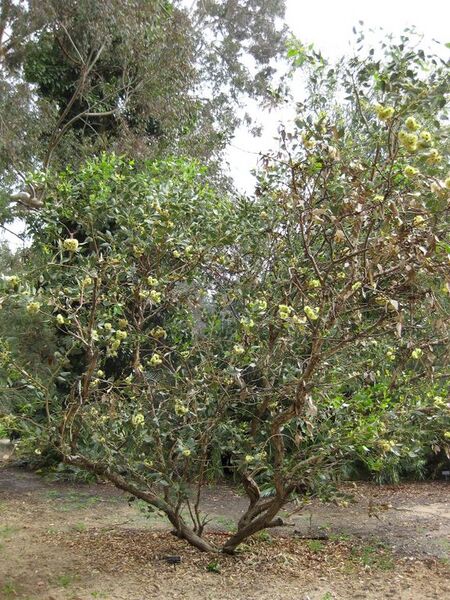 File:576px-IMG 5070 hunt0904.jpg