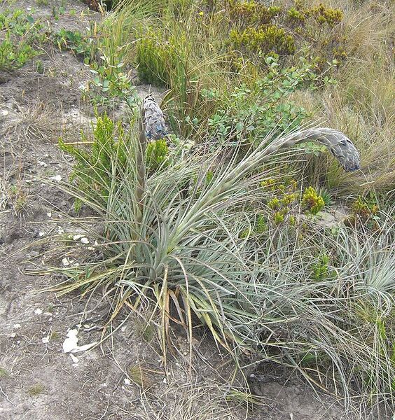 File:722px-Puya lineata (1).jpg