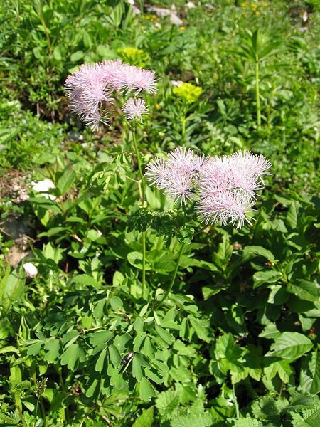 File:768px-Thalictrum aquilegifolium.jpg