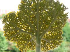 Achillea filipendulina