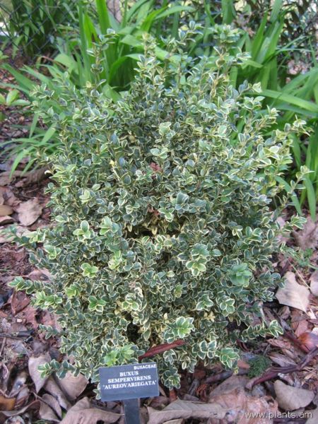 File:Buxus sempervirens-aureovariegata-IMG 7212 sfbg0308.jpg