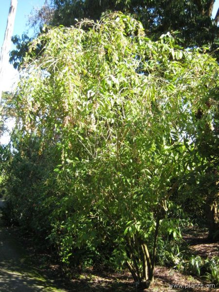 File:Cestrum guatemalensis-IMG 8100 sfbg0308.jpg