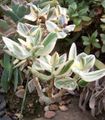 Cultivar 'Tricolor'