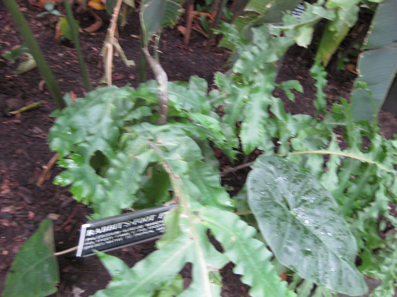File:IMG 1062 bbg09.jpg