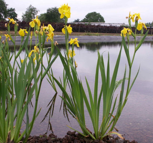 File:Iris pseudoacorus flowering.jpg
