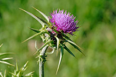 Milk thistle