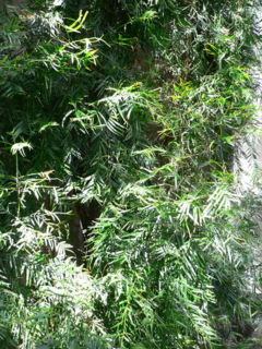 Afrocarpus gracilior