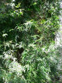 Thumbnail for version as of 05:51, 3 November 2007