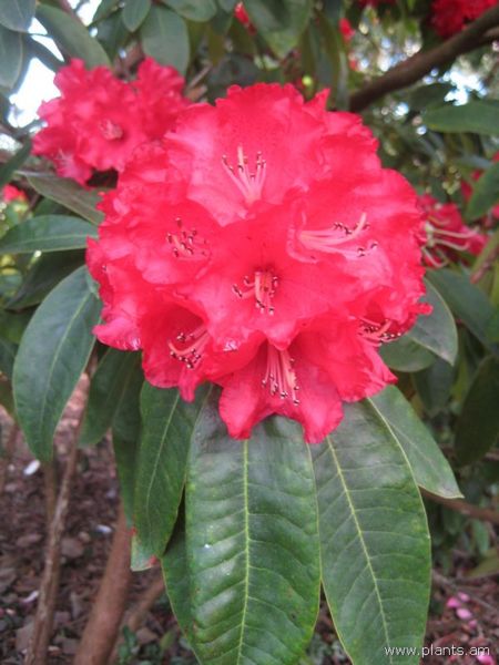 File:Rhododendron-john mclaren-IMG 7219 sfbg0308.jpg