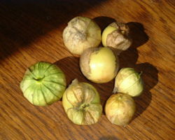 Fresh harvest of German tomatillos